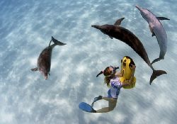 Dolphin trip to Bahamas. Sometimes the dolphins just love... by Todd Mintz 